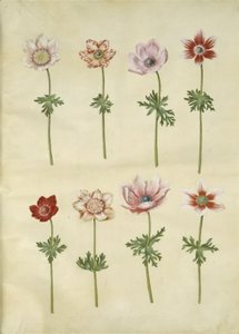 Anemone coronaria (Franse anemoon)
