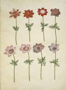 Anemone coronaria (Franse anemoon)