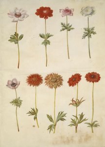 Anemone coronaria (Franse anemoon); Anemone ×fulgens (glanzende anemoon)