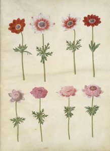Anemone coronaria L. (Franse anemoon); Anemone pavonina (pauw-anemoon)