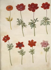 Anemone ×fulgens (glanzende anemoon); Anemone coronaria (Franse anemoon)