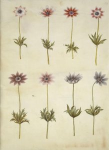 Anemone pavonina (pauw-anemoon)