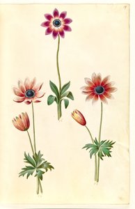 Anemone pavonina (pauw-anemoon)