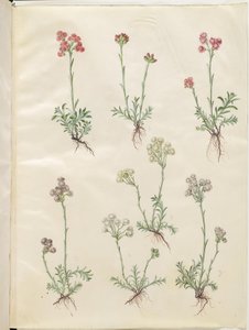 Antennaria dioica (gewone kattenpoot)