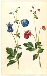 Aquilegia vulgaris (gewone akelei) door Hans Simon Holtzbecker