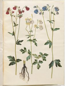 Aquilegia vulgaris (gewone akelei)