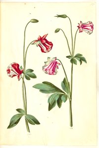 Aquilegia vulgaris (gewone akelei) door Hans Simon Holtzbecker