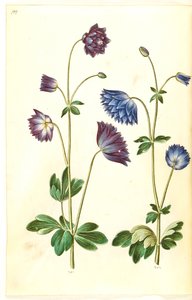 Aquilegia vulgaris (gewone akelei)