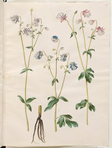 Aquilegia vulgaris (gewone akelei)