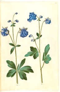 Aquilegia vulgaris (gewone akelei)