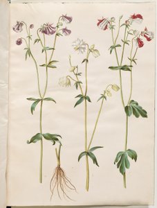 Aquilegia vulgaris (gewone akelei) door Hans Simon Holtzbecker