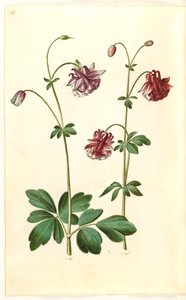 Aquilegia vulgaris (gewone akelei) door Hans Simon Holtzbecker