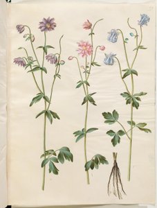 Aquilegia vulgaris (gewone akelei)
