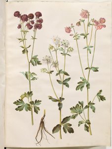 Aquilegia vulgaris (gewone akelei) door Hans Simon Holtzbecker