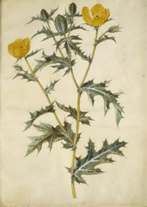 Argemone mexicana (Mexicaanse papaver)