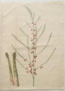 Asperge door Hans Simon Holtzbecker