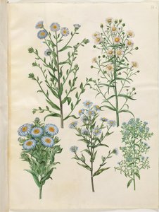 Aster amellus (virgil-aster); Symphyotrichum novi-belgii (nieuwbelgische aster); Symphyotrichum novae-angliae (nieuwengelse aster); Symphyotrichum dumosum (kussenaster); Symphyotrichum ericoides (heideaster)