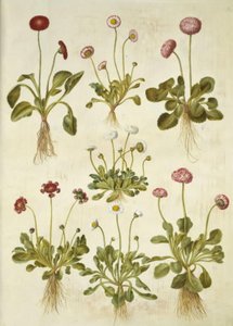 Bellis perennis (gewone madelief)