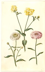 Brassica napus (koolzaad); Iberis amara (bittere scheefbloem)