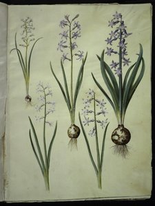 Brimeura amethystina (pyrenese hyacint); Hyacinthus orientalis (gewone hyacint) door Hans Simon Holtzbecker