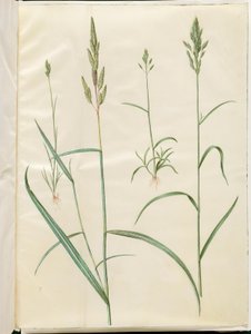 Bromus hordeaceus (zachte haver); Phalaris arundinacea (rietgras) door Hans Simon Holtzbecker
