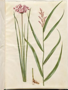 Butomus umbellatus (brudelys); Phragmites australis (gewone riet) door Hans Simon Holtzbecker