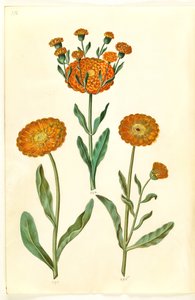 Calendula officinalis (tuin-goudsbloem)