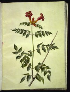 Campsis radicans (gewone trompetbloem) door Hans Simon Holtzbecker