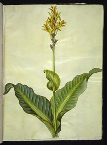 Eetbare canna