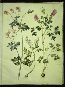 Capnoides sempervirens (harlekijnkruid); Corydalis solida (langgestekelde larkspoor) door Hans Simon Holtzbecker