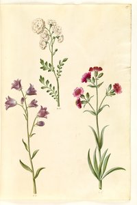 Cardamine pratensis (pinksterbloem); Campanula rotundifolia (?) (grasklokje); Silene vulgaris (?) (blaassilene) door Hans Simon Holtzbecker