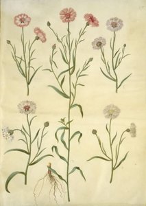 Centaurea cyanus (korenbloem)