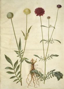 Cephalaria leucantha (witte schubkop); Scabiosa atropurpurea (weduwenbloem)