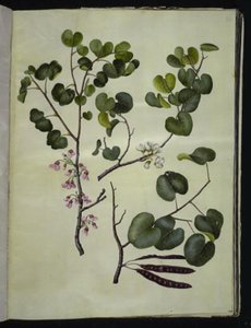 Cercis siliquastrum (gewone judasboom) door Hans Simon Holtzbecker