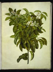 Citrus limon (gewone citroen) door Hans Simon Holtzbecker