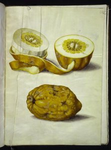 Citrus medica (cedraat)