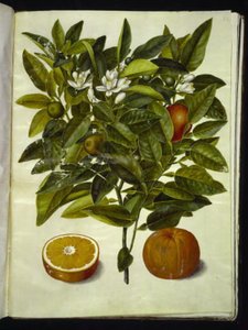 Citrus sinensis (sinaasappel)