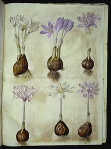 Colchicum autumnale (herfsttijloos)