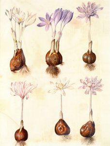 Colchicum herfsttijloos door Hans Simon Holtzbecker