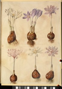Colchicum herfsttijloos door Hans Simon Holtzbecker