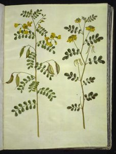 Colutea arborescens (gewone blazenstruik); Hippocrepis emerus (struikpaardenhoef) door Hans Simon Holtzbecker