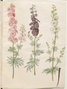 Consolida ajacis (tuinridderspoor) door Hans Simon Holtzbecker
