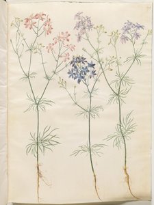 Consolida regalis (koren-ridderspoor)