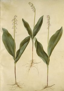 Lelietje-van-dalen (Convallaria majalis); Lelietje-van-dalen (variëteit van lelietje-van-dalen) door Hans Simon Holtzbecker