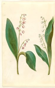 Convallaria majalis rosea (roze lelietje-van-dalen); Convallaria majalis (lelietje-van-dalen)