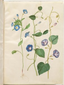 Convolvulus tricolor (driekleurige winde); Ipomoea purpurea (paarse winde)