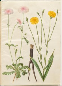 Crepis rubra (rode havikskruid); Scorzonera hispanica (tuinschorzoner)