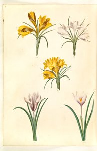 Crocus angustifolius (Balkan krokus); Crocus versicolor (Alpen krokus); Crocus vernus (?) (voorjaarskrokus) door Hans Simon Holtzbecker