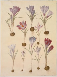 Crocus vernus (voorjaarskrokus) door Hans Simon Holtzbecker