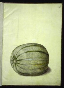 Cucumis melo (meloen) door Hans Simon Holtzbecker